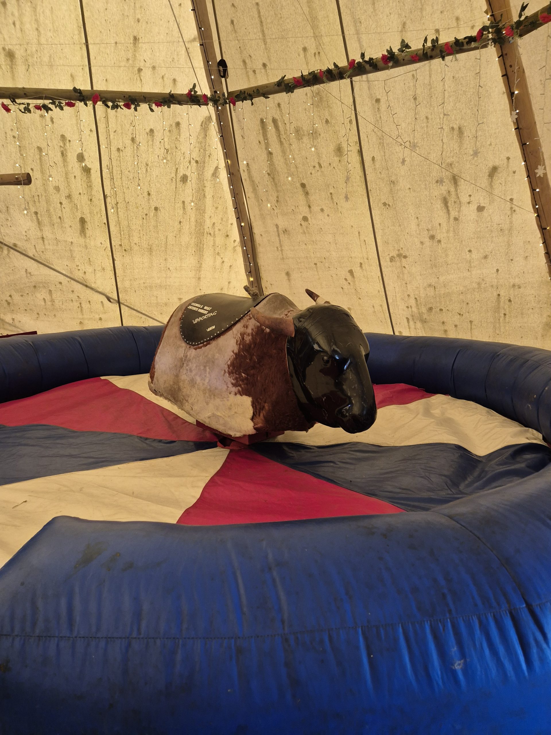 Rodeo Bull