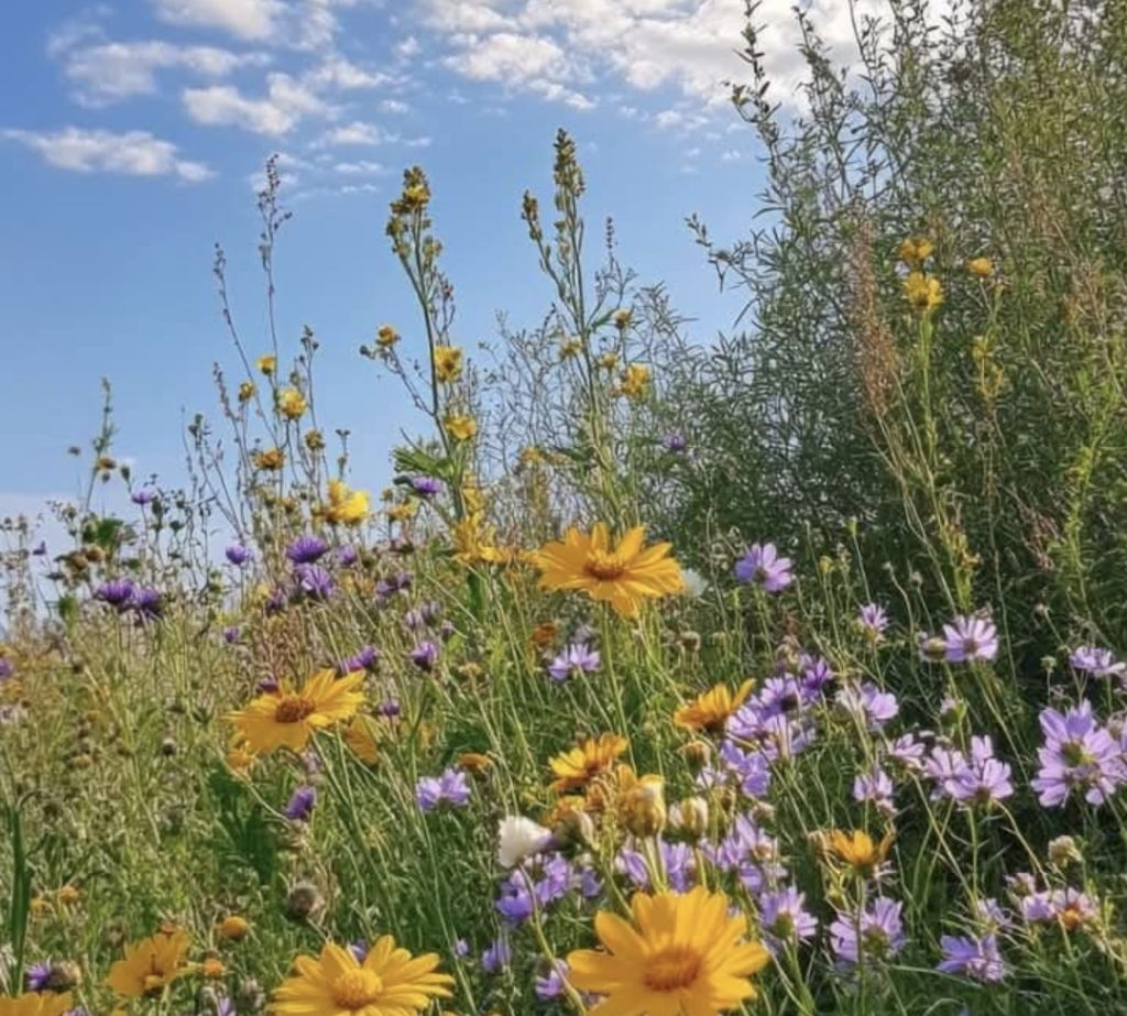 flower garden